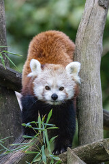 red panda bear