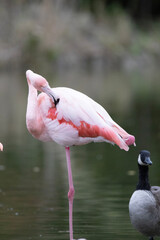 flamingo in the zoo