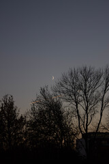 silhouette of tree at sunset