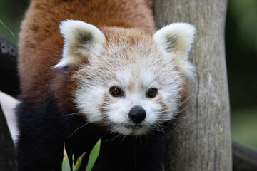 red panda bear
