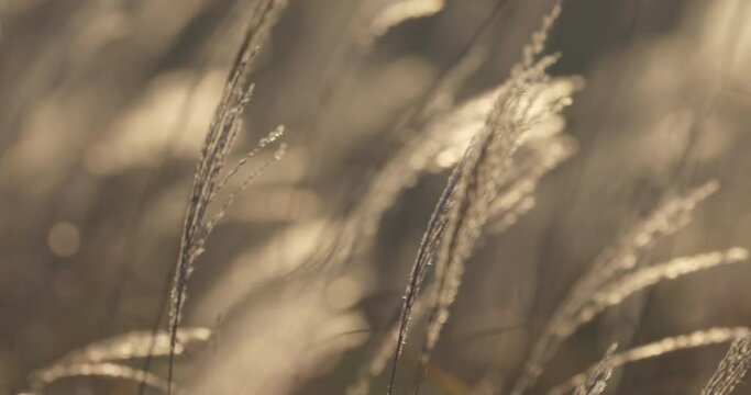 スローモーション - 風に揺れる秋のススキの穂