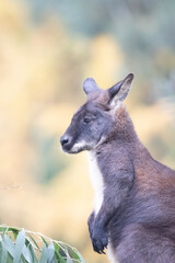 kangaroo in the grass