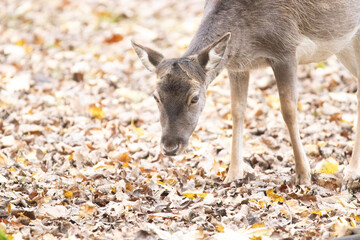 deer in the woods