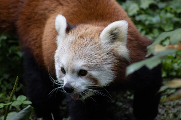 Fototapeta premium red panda in zoo