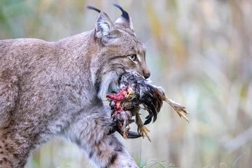 Photo sur Plexiglas Lynx lynx dans la forêt