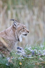 lynx in the woods