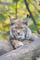 lynx in the woods