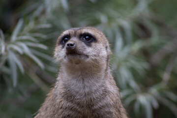 meerkat in the zoo