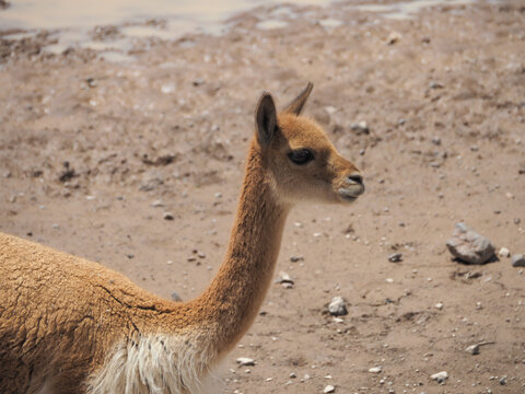 wild vicuna (Lama vicugna) in southern Peru, Andes mountains