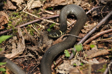 Grass snake. A non-poisonous snake that lives in Europe. Yellow spots on the back of the head are a hallmark.