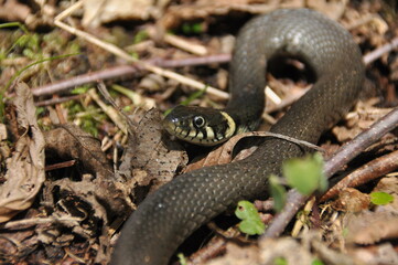 Grass snake. A non-poisonous snake that lives in Europe. Yellow spots on the back of the head are a hallmark.