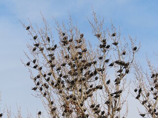 large flock of european starlings (Sturnus vulgaris) in a tree