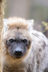 Obraz premium portrait of a hyena