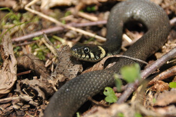 Grass snake. A non-poisonous snake that lives in Europe. Yellow spots on the back of the head are a hallmark.