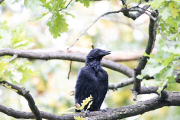 raven on a branch