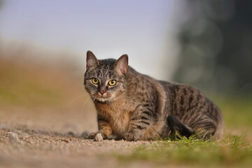 Portrait of a beautiful tabby cat. Felis silvestris catus. European cat