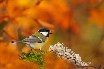 Portrait of a cute great tit. Parus major. Song bird in the nature habitat. Autumn scene with a titmouse.