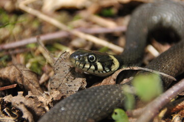 Grass snake. A non-poisonous snake that lives in Europe. Yellow spots on the back of the head are a hallmark.