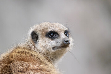 meerkat on guard