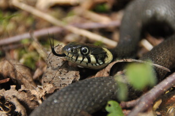 Grass snake. A non-poisonous snake that lives in Europe. Yellow spots on the back of the head are a hallmark.