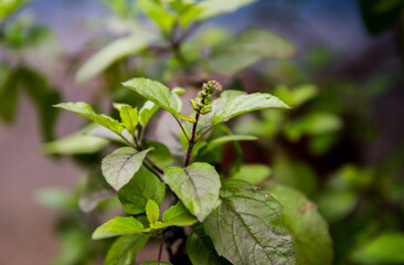 Close up of a Tulsi plant - a herb which is widely used in an Ayurvedic medicines.