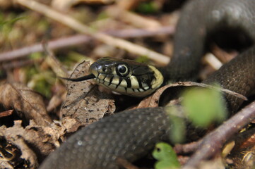 Grass snake. A non-poisonous snake that lives in Europe. Yellow spots on the back of the head are a...
