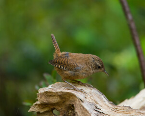 Крапивник,  Eurasian Wren, Chochín paleártico, Scricciolo, Zaunkönig, Çıtkuşu, подкоряжник, в лесу