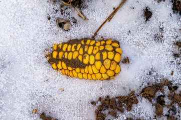 Yellow corn in a snowy field in the snow