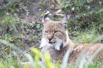 lynx in the grass
