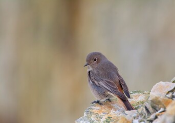 Female Black Redstart perched on a rock.
