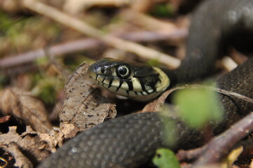 Grass snake. A non-poisonous snake that lives in Europe. Yellow spots on the back of the head are a hallmark.