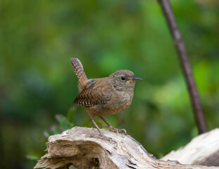 Крапивник,  Eurasian Wren, Chochín paleártico, Scricciolo, Zaunkönig, Çıtkuşu, подкоряжник, в лесу