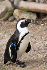 Obraz premium penguin on the rocks