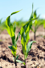 green young corn on an agricultural field in the spring season