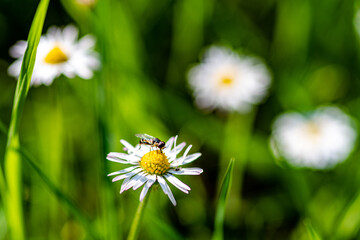 a hover fly on a daisy and blurred daisies in the background 