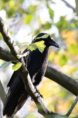 spotted crow