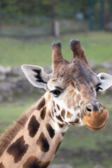 portrait of a giraffe