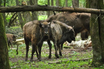 European bison in the forest in the Białowieża Primeval Forest. The largest species of mammal found in Europe. Ungulates living in herds. Endangered species.