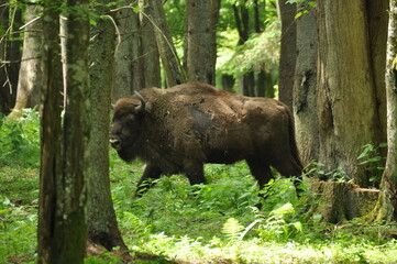 European bison in the forest in the Białowieża Primeval Forest. The largest species of mammal found in Europe. Ungulates living in herds. Endangered species.