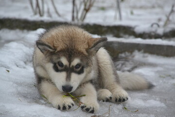 Alaskan Malamute on vacation in winter