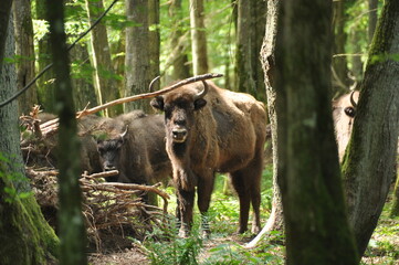 European bison in the forest in the Białowieża Primeval Forest. The largest species of mammal found in Europe. Ungulates living in herds. Endangered species.