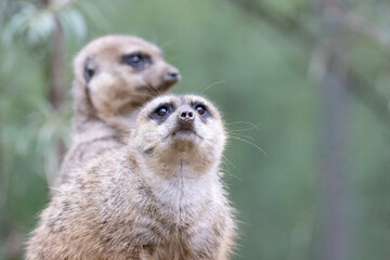 meerkat on guard