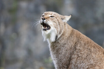 portrait of a lynx