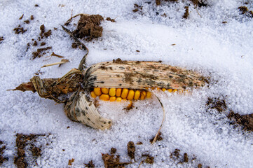 Yellow corn in a snowy field in the snow