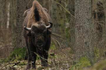 European bison in the forest in the Białowieża Primeval Forest. The largest species of mammal found in Europe. Ungulates living in herds. Endangered species.