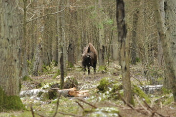 European bison in the forest in the Białowieża Primeval Forest. The largest species of mammal found in Europe. Ungulates living in herds. Endangered species.