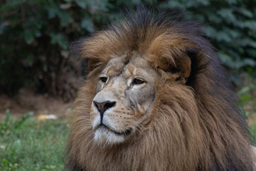 Fototapeta na wymiar portrait of a male lion