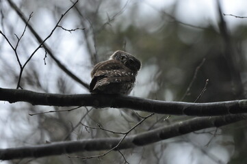 Bird Pygmy Owl Glaucidium passerinum, the smallest owl in Europe, perched on a branch in the forest. The species occurs in the Białowieża Primeval Forest and other forests with old  spruce trees.