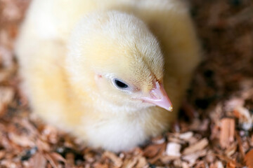 young small chickens in a chicken meat factory
