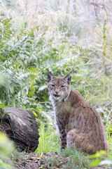 lynx in the woods
